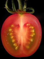 Tomate